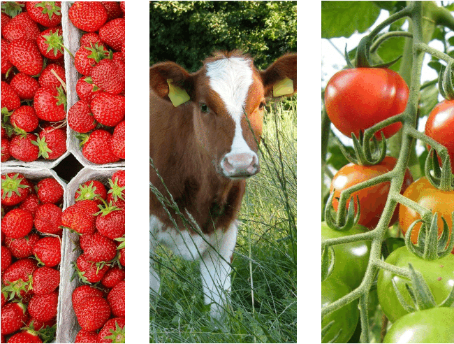 Erdbeeren, Kuh & Tomaten aus ökologischer EU-Landwirtschaft